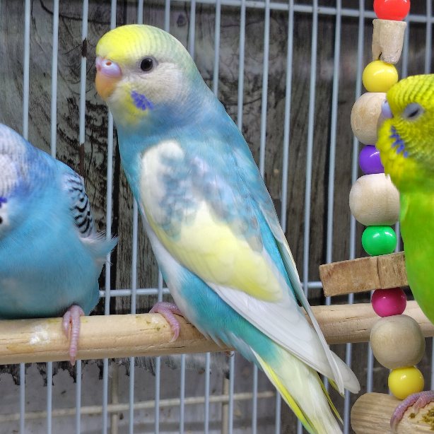 セキセイインコレインボーさんのポーチ♪ セキセイインコ レインボー ポーチ S | petbox1976