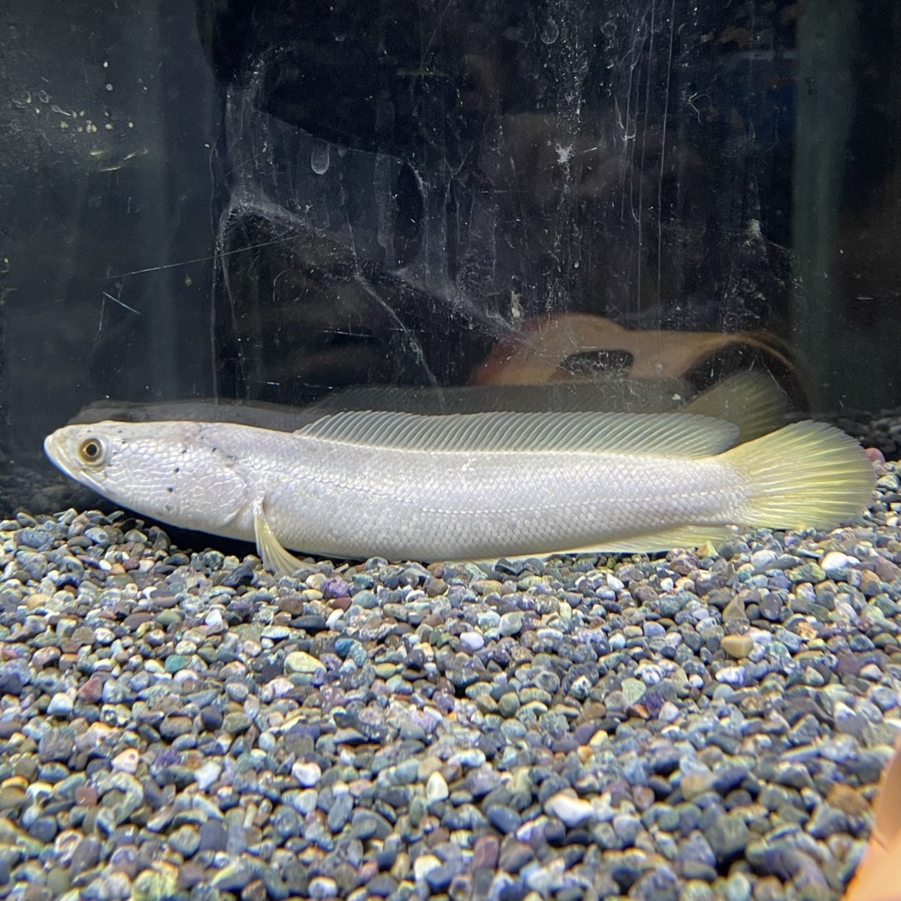 プラチナカムルチー
