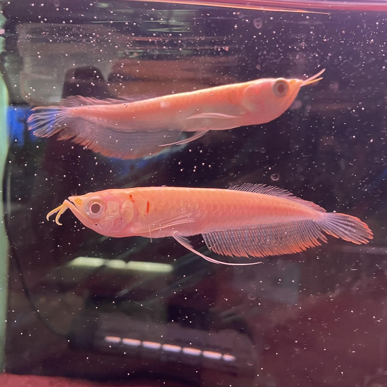 価格の安いアルビノシルバーアロワナ / アクア＆ペット かねだい