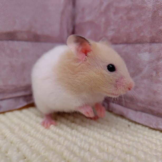 Short-haired colored hamster (male) ※Photo updated on 2/7♪
