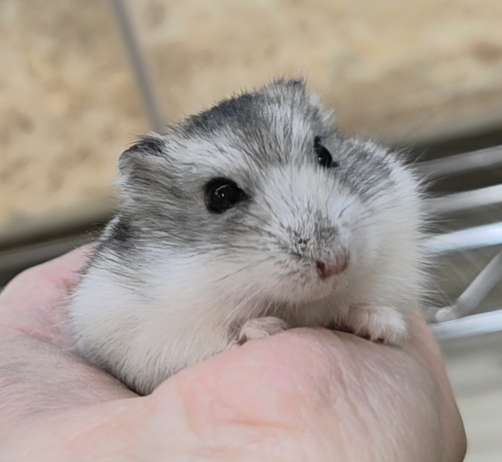 価格の安いジャンガリアンハムスター ノーマル / アクア＆ペット かねだい