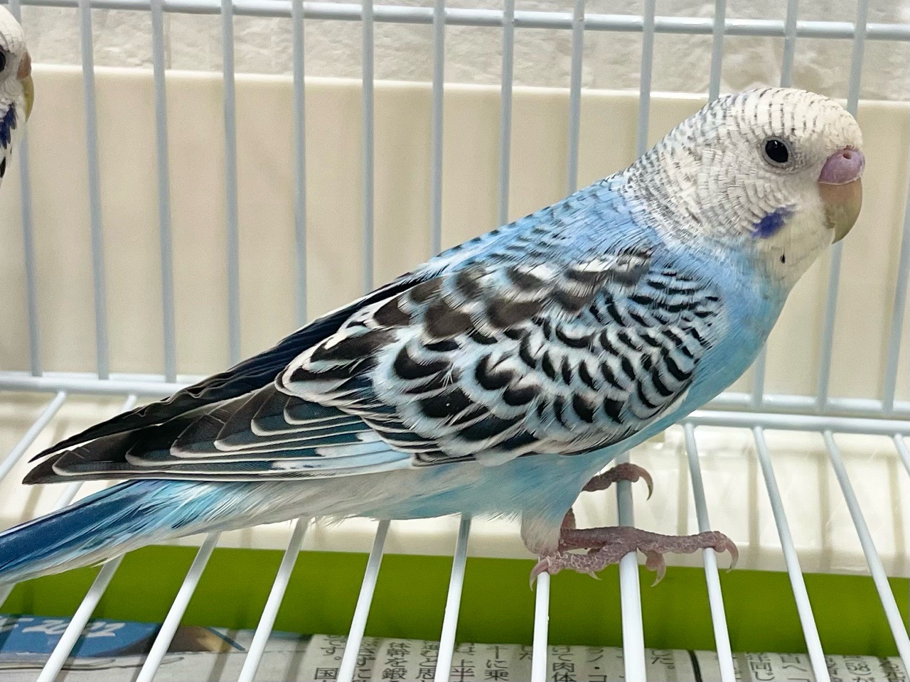 セキセイインコ　ペア