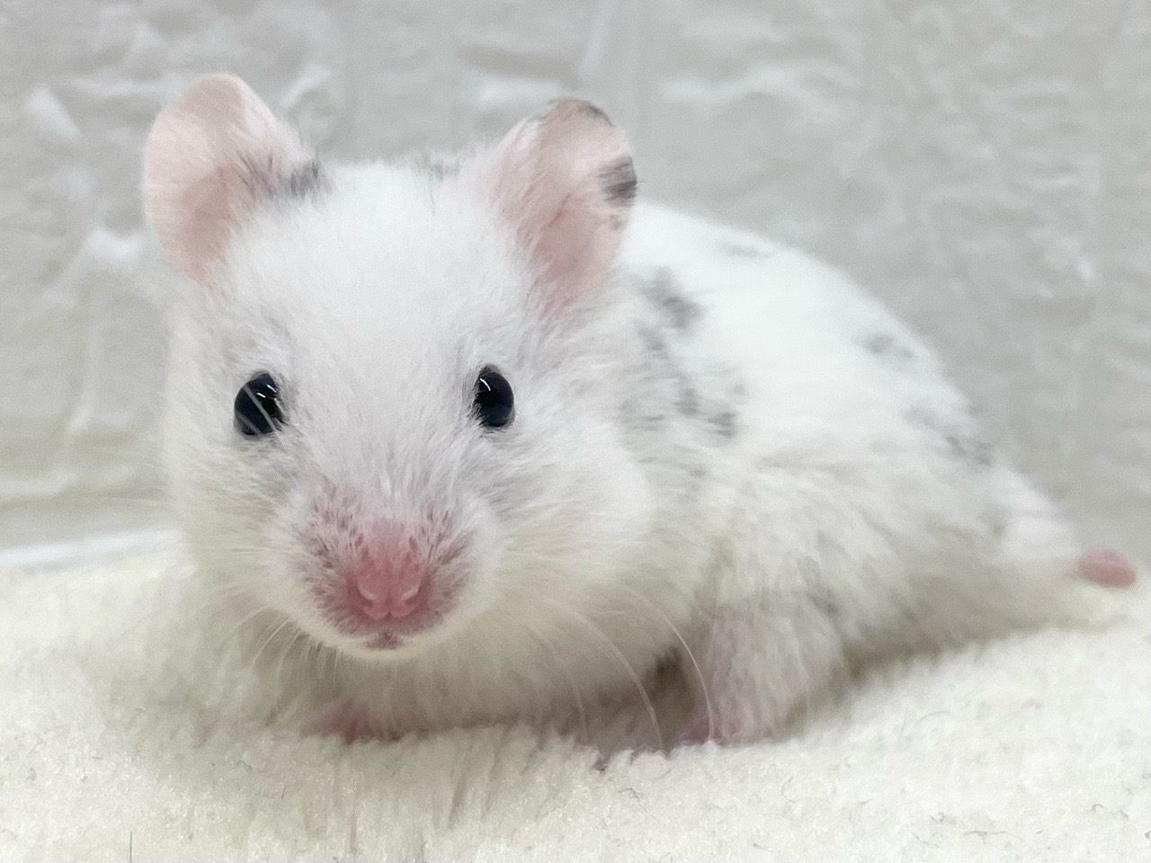 Dalmatian hamster (male)