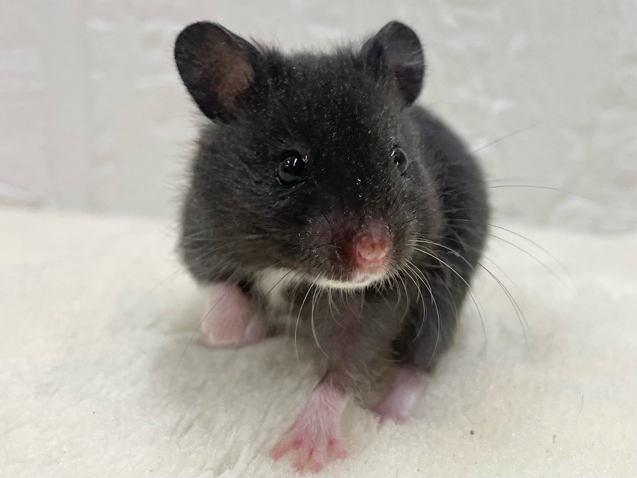 クロクマハムスター♀