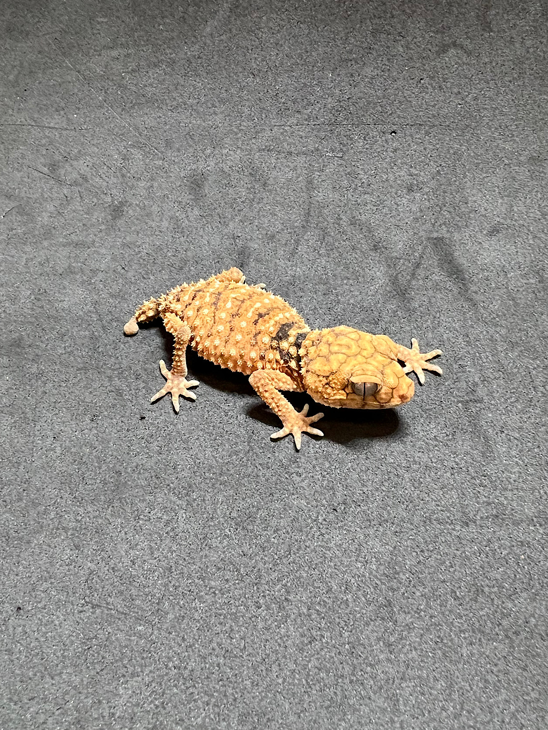 オニタマオヤモリ