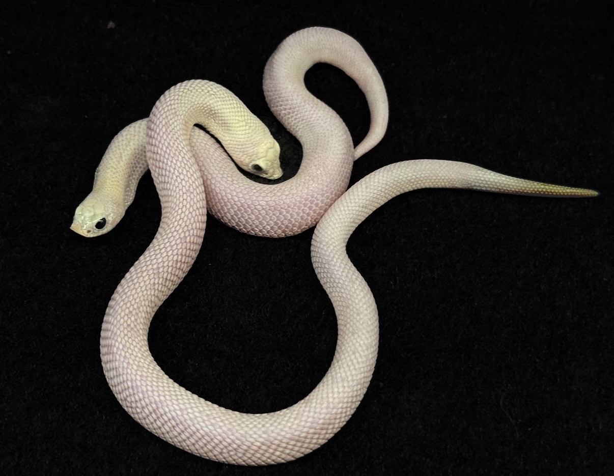 セイブシシバナヘビ【リューシ】ペア