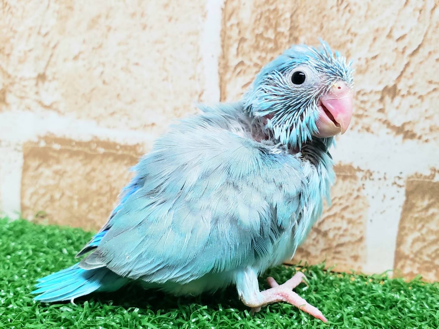 手乗りマメルリハインコ　ブルー