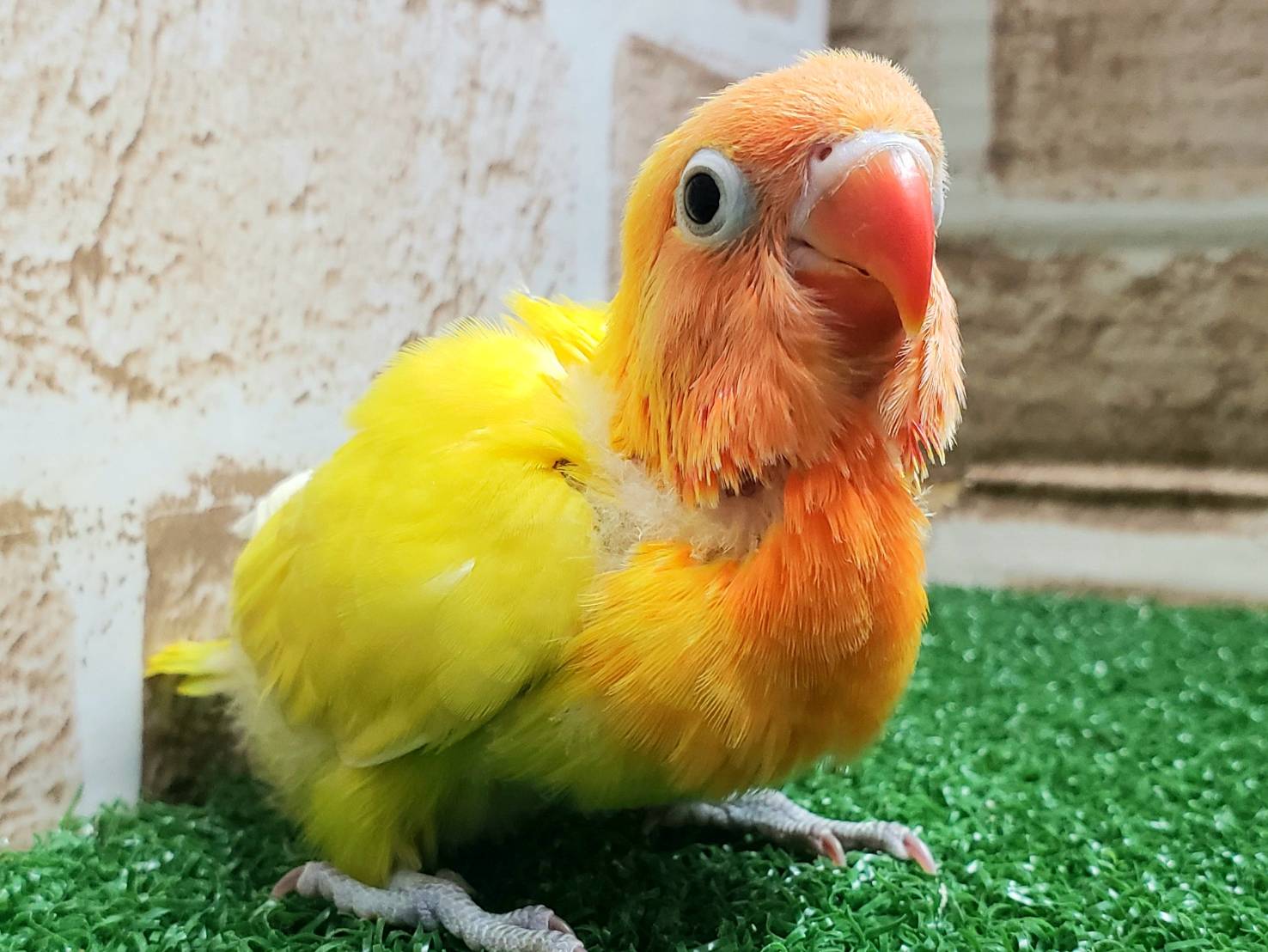 手乗り日の出ヤマブキボタンインコ