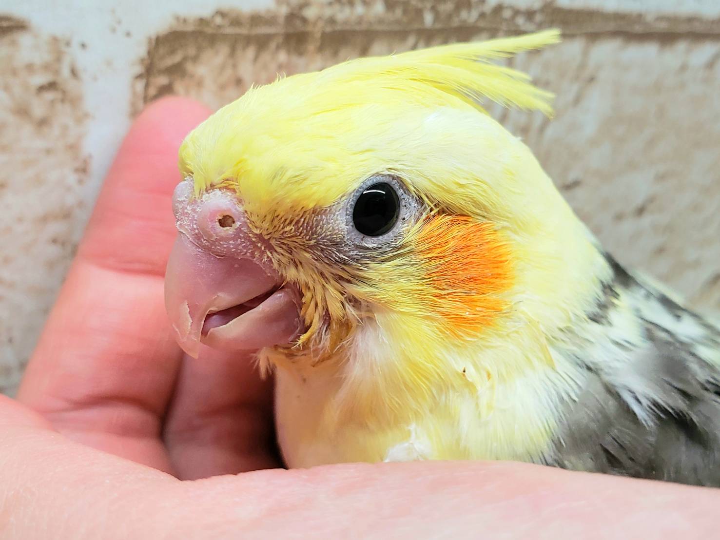 【ナデナデ大好き甘えん坊♡】手乗りオカメインコ　パイド