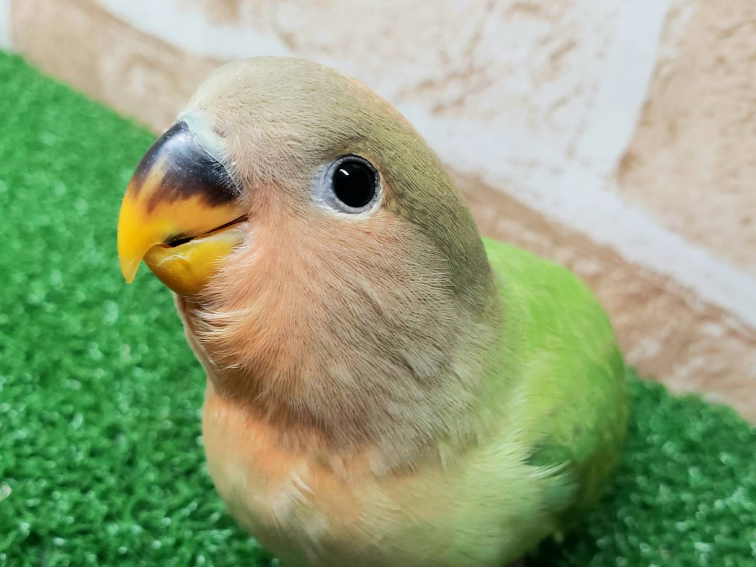 手乗りコザクラインコ　オパーリン