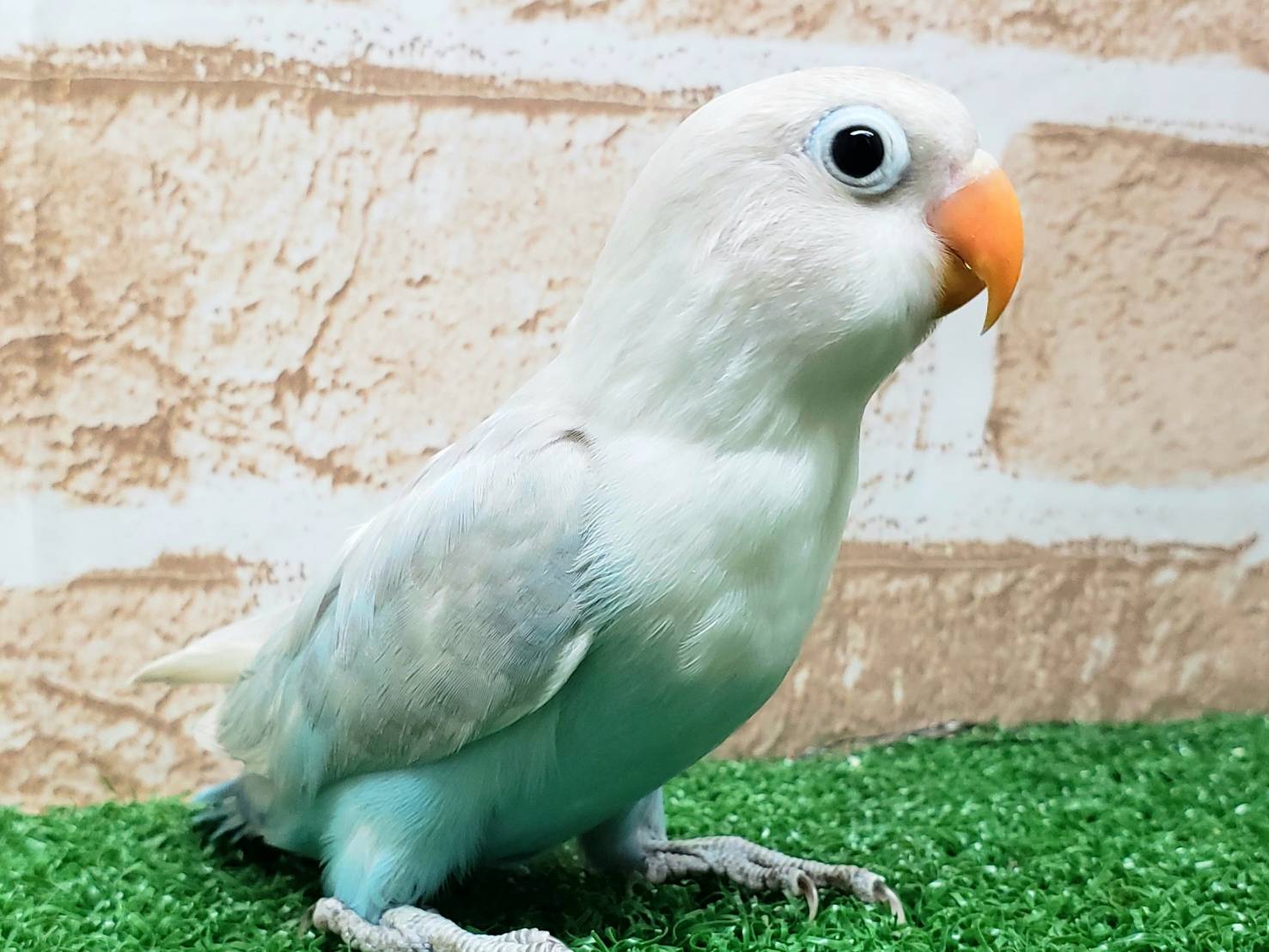 手乗り白ボタンインコ