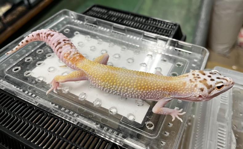 ヒョウモントカゲモドキ　W&Yベルアルビノ66％phエクリプス