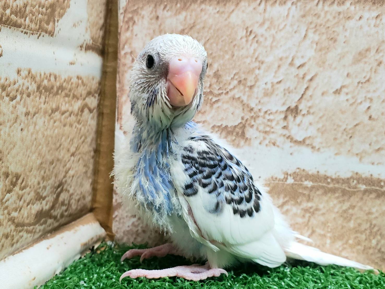 Hand-held budgerigar