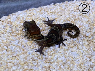 Somewake Sasakure Gecko Normal Baby