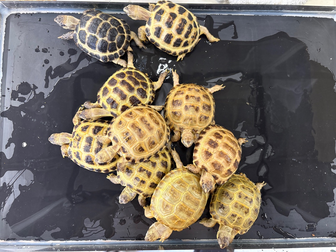 価格の安いウズベキスタンCB ロシアリクガメ 甲長約5cm± / アクア