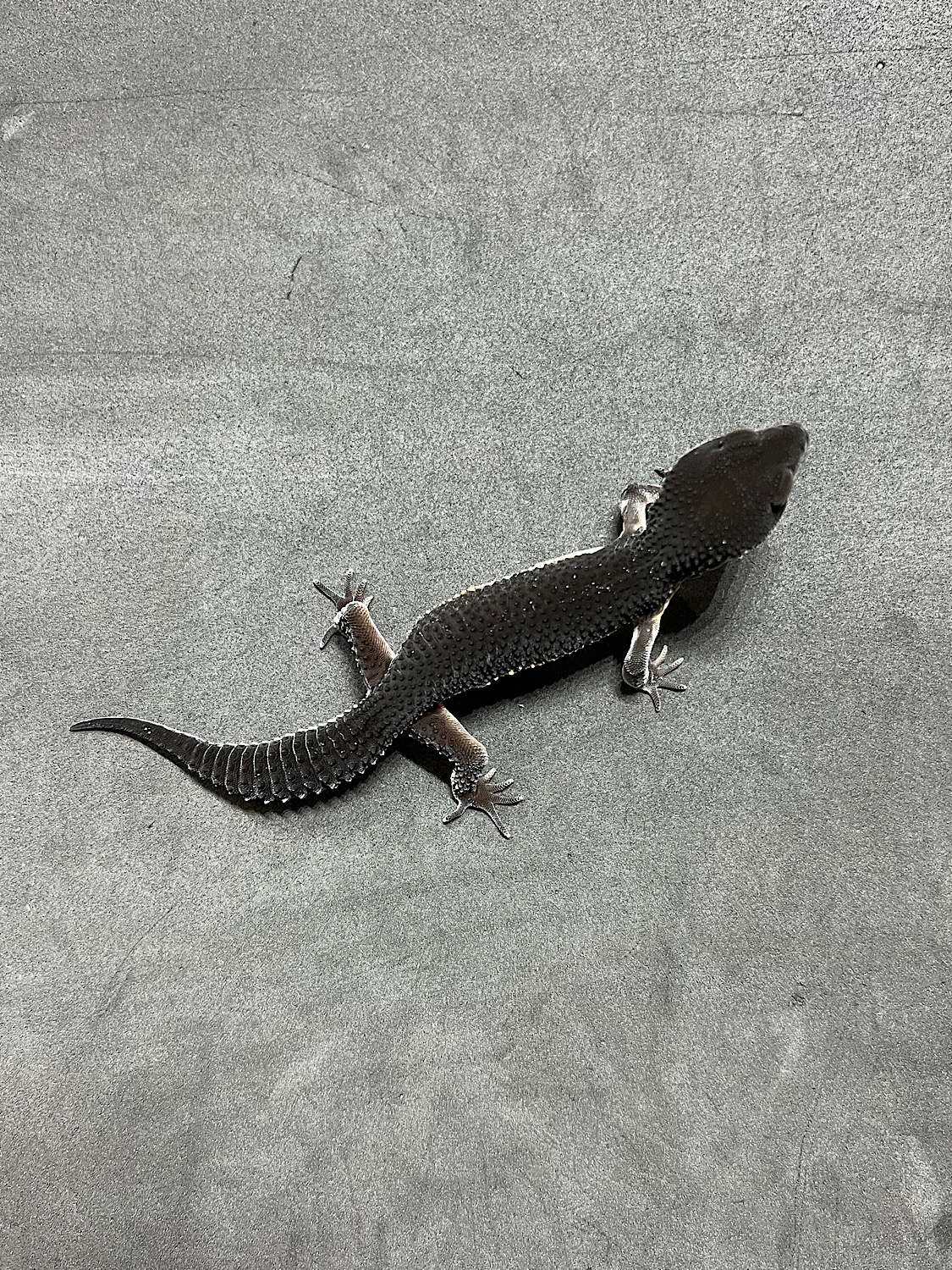 Leopard gecko Black Knight