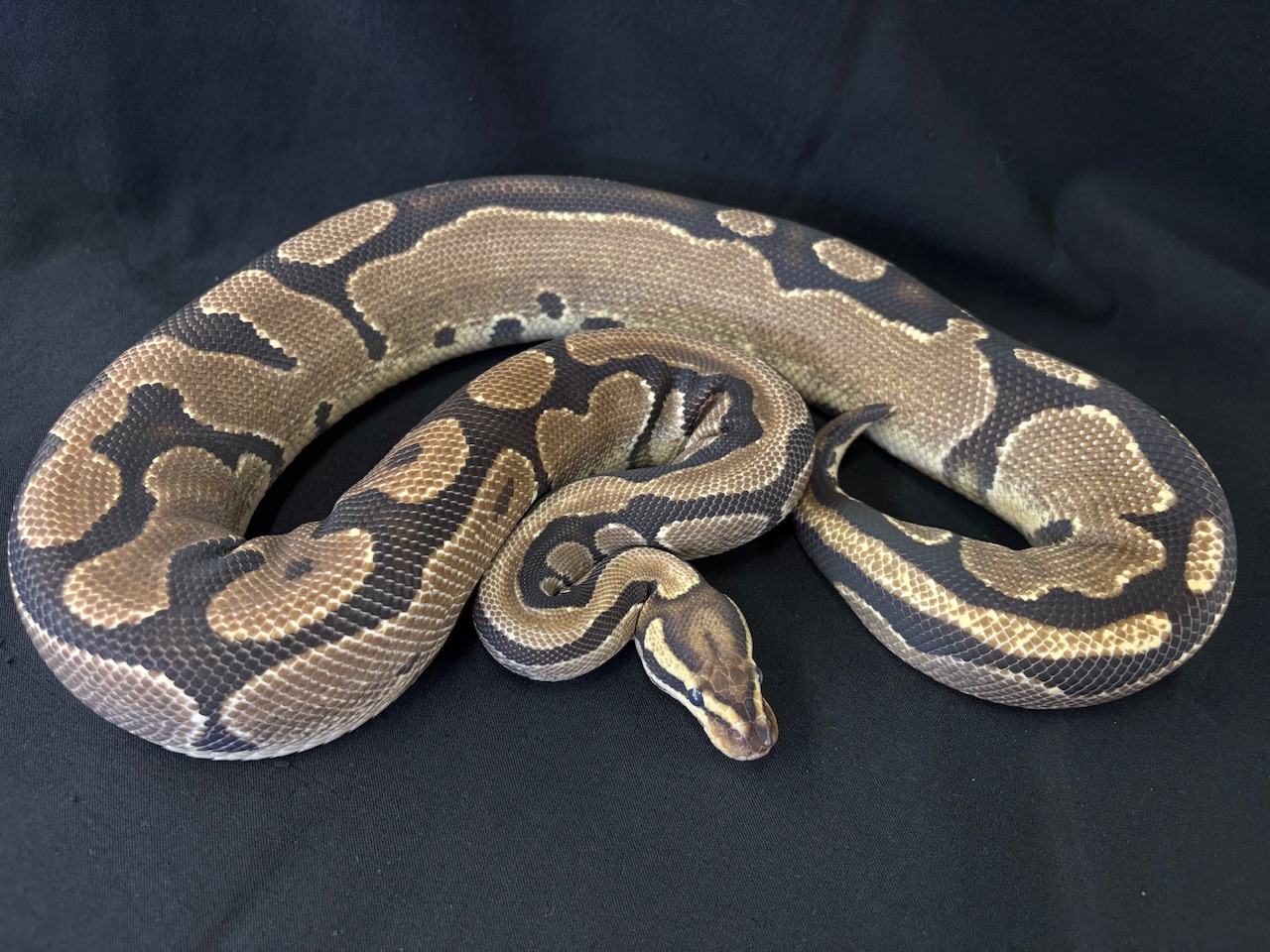 Japan CB Ball Python Lemonback 66% het Ghost Female