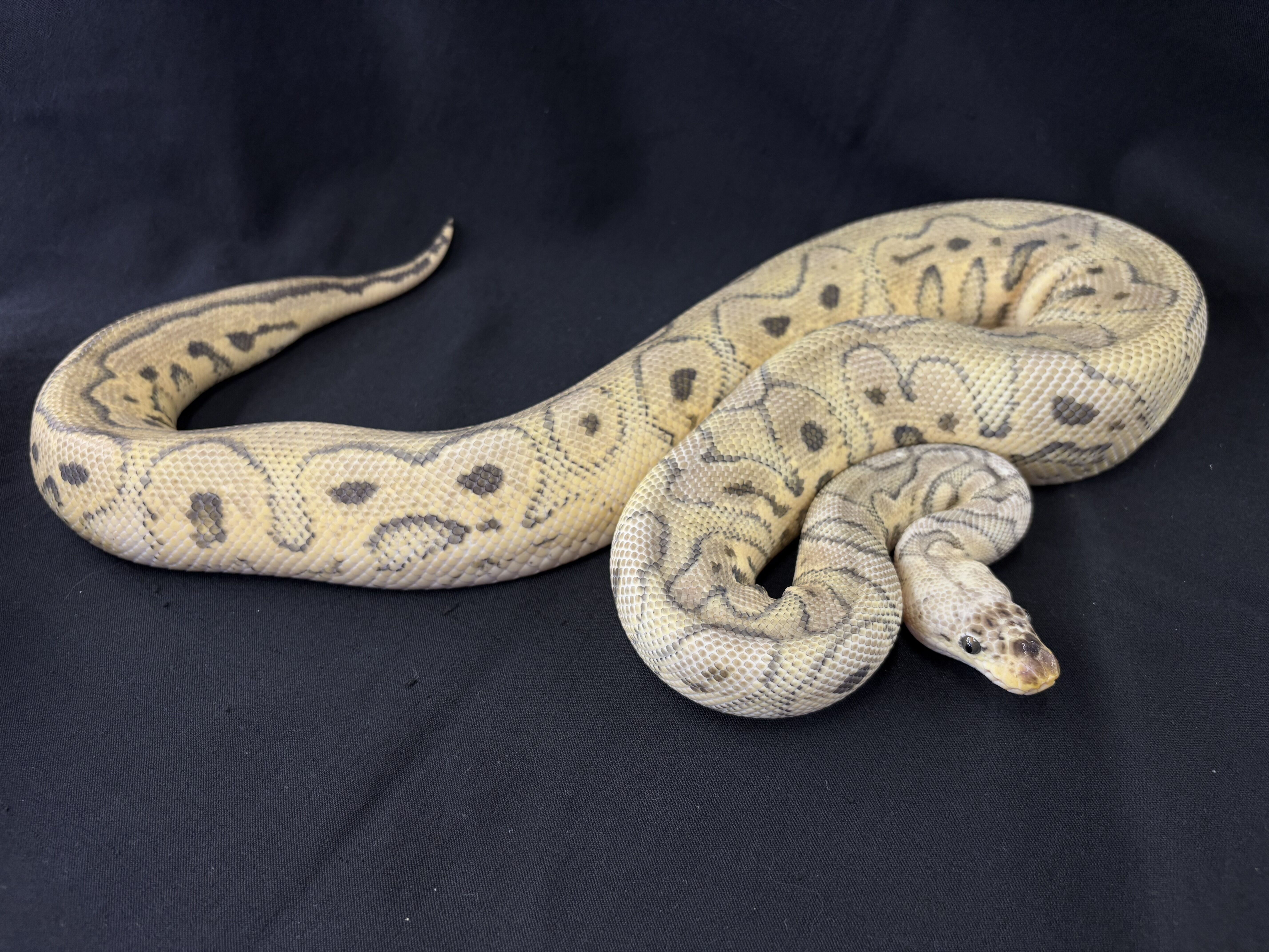 Japanese CB Ball Python Pastel YB Crown Female