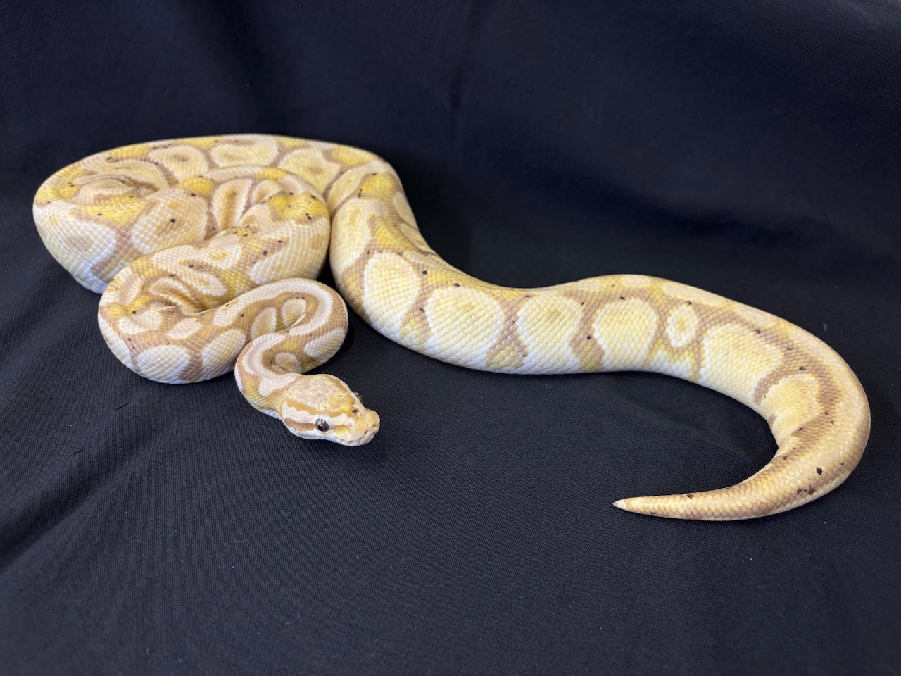 Japanese CB Ball Python Banana Pastel YBhet Crown Female