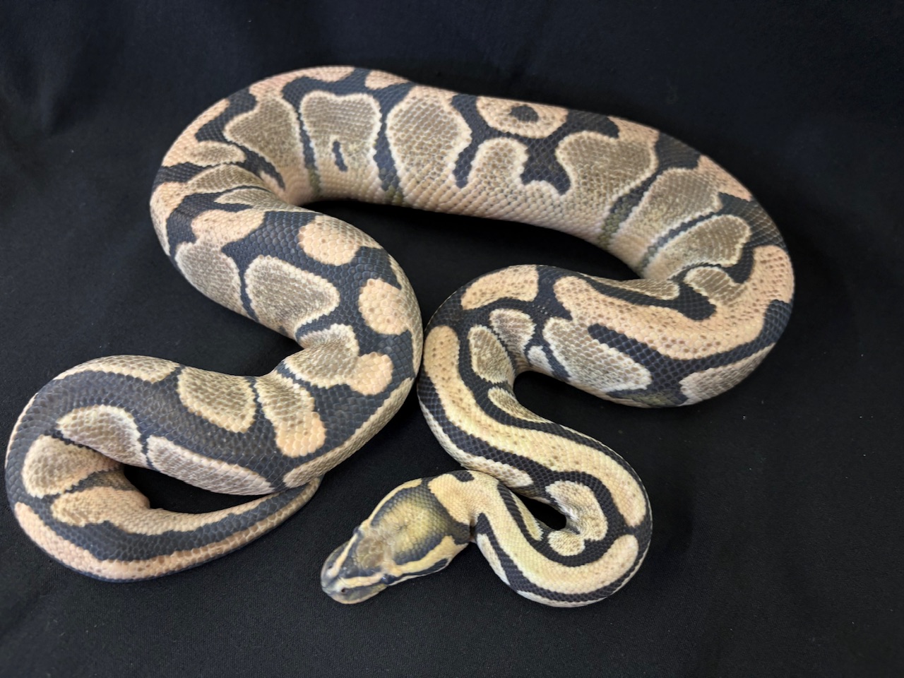 Japanese CB Ball Python Tiger Desert Ghost Male