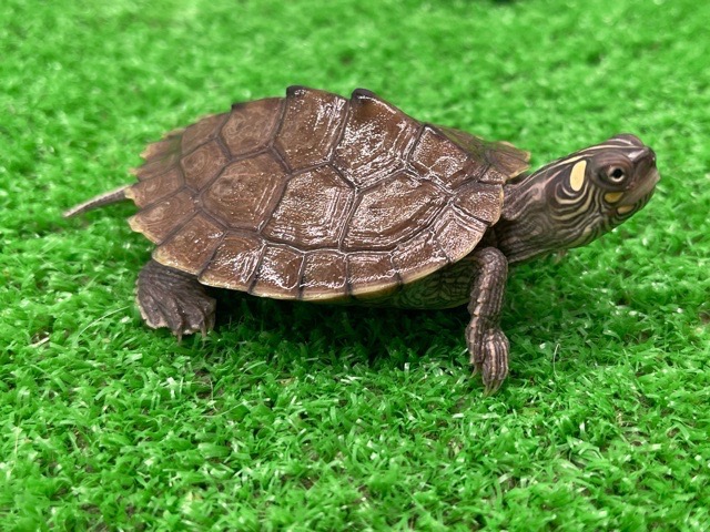 カブトニオイガメEUCB SOLD OUT – 完全予約制 かめぢから