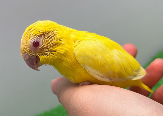 モモンガハウス(うさぎ花柄)Ver.2 春(夏)秋仕様 1900円