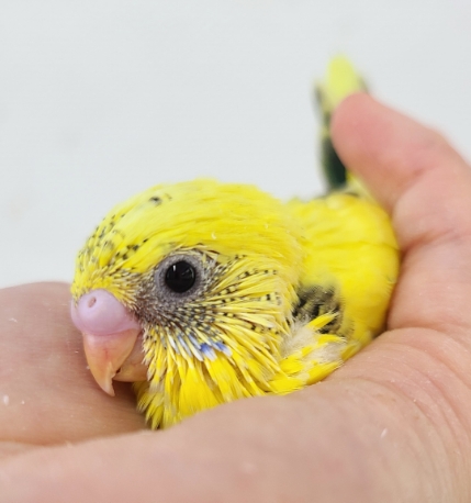 新作商品 価格の安いセキセイインコ イエロー / アクア＆ペット かねだい おもちゃ