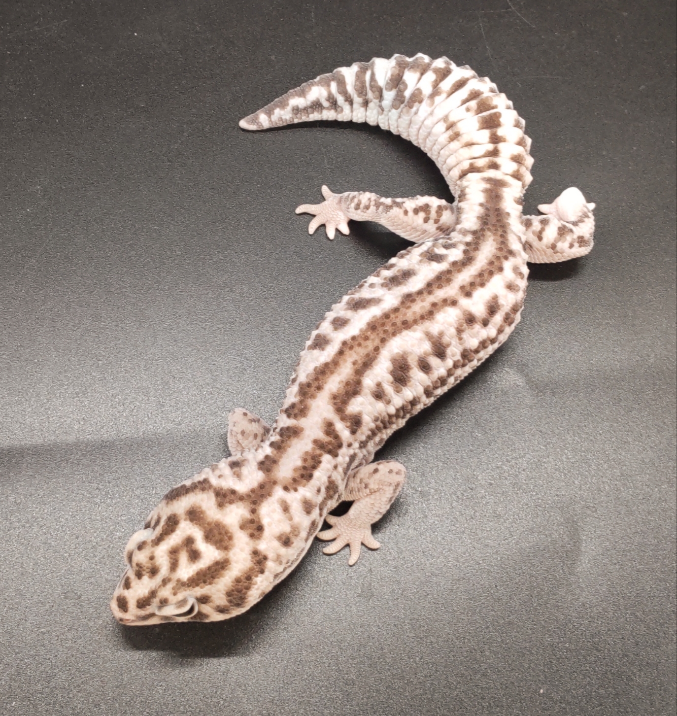 価格の安いニシアフリカトカゲモドキ WOオレオパターンレス