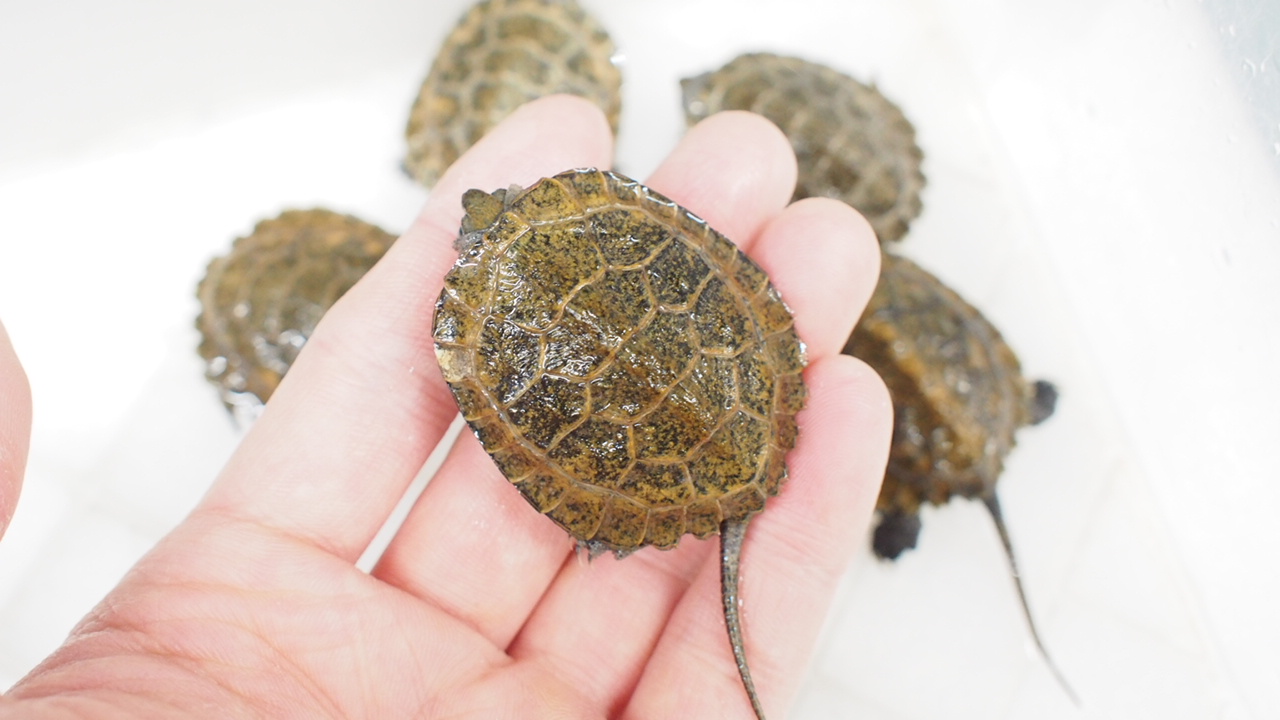 【在庫あり】 カブトニオイガメ カメ 亀 1匹あたり7000円（4匹） 価格交渉可 その他