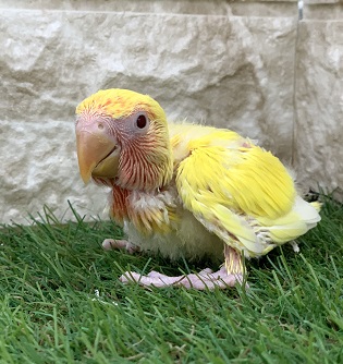 コザクラインコ（クリームルチノー）