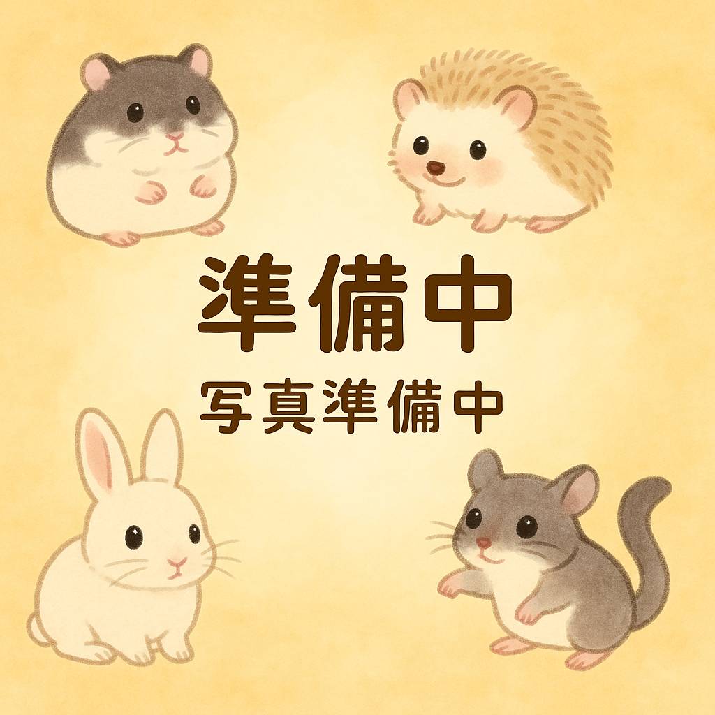 セキセイインコ【さし餌あげてます♪】　※3/15～お迎え出来ます※