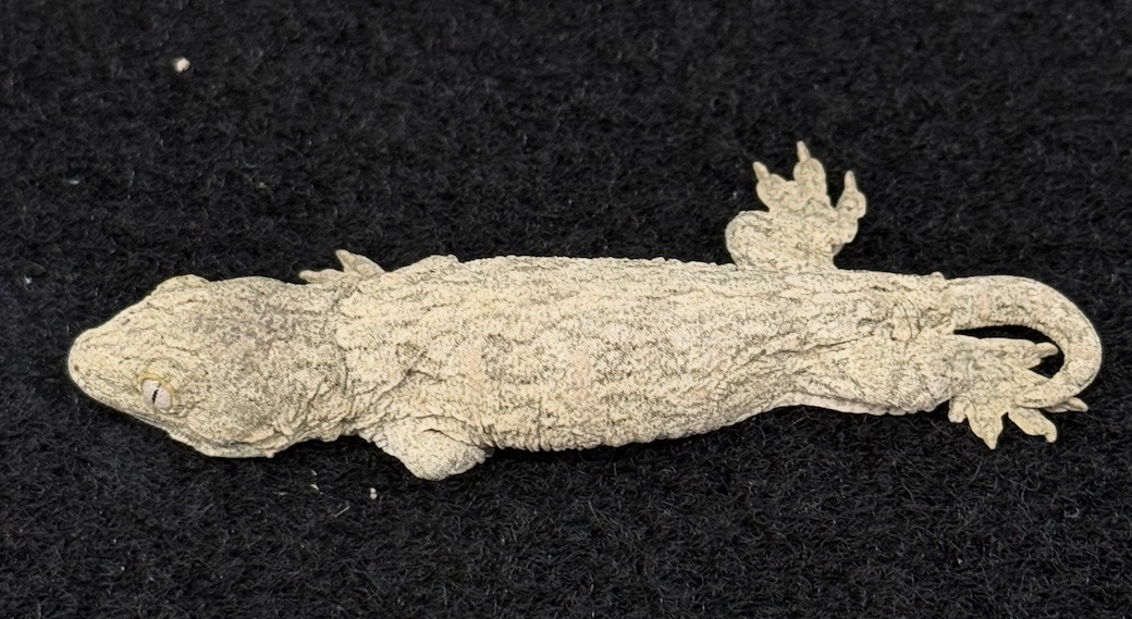 ジャイアントゲッコー【ヘンケリー】