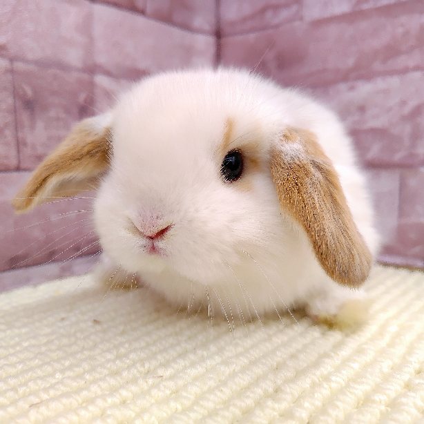 ドワーフロップイヤー　※3/15～お迎えできます※