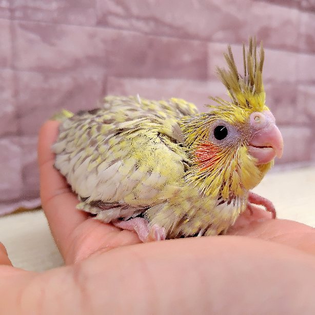 オカメインコ（シナモンパール）【挿し餌あげてます】　※3/15～お迎えできます※