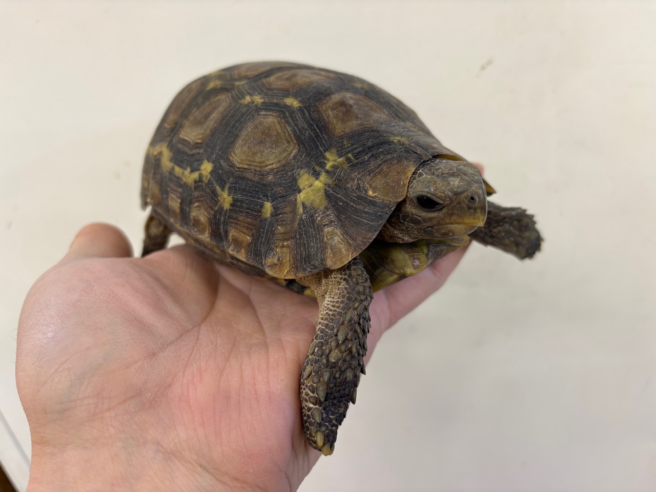 トーゴWC ニシセオレガメ 甲長約14-15cm±