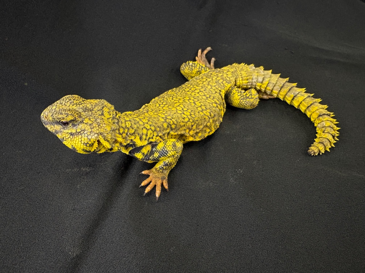 トーゴWC ゲイリートゲオアガマ イエロー・レッド 全長約25cm±