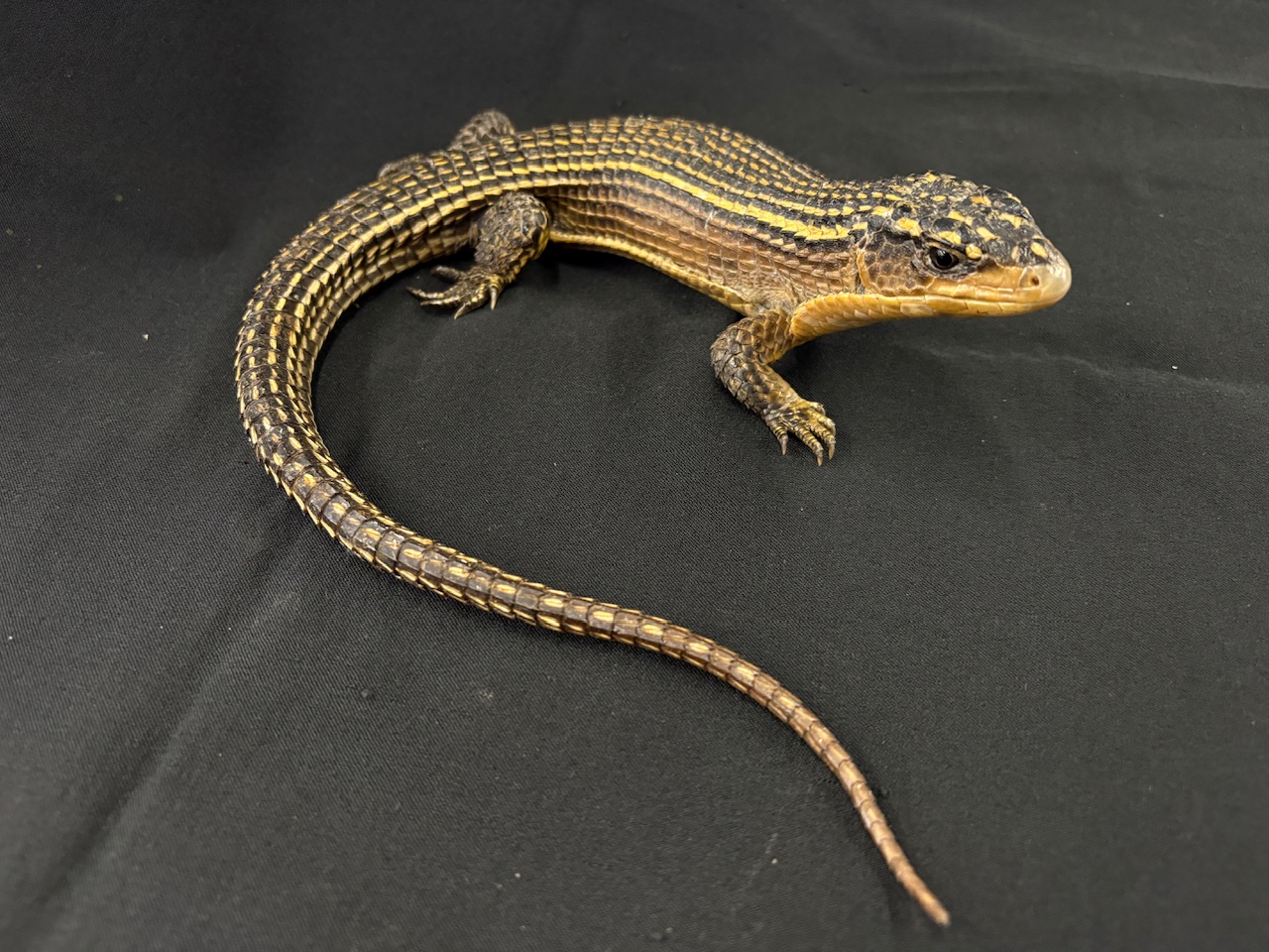 トーゴWC オニプレートトカゲ 全長約35cm±