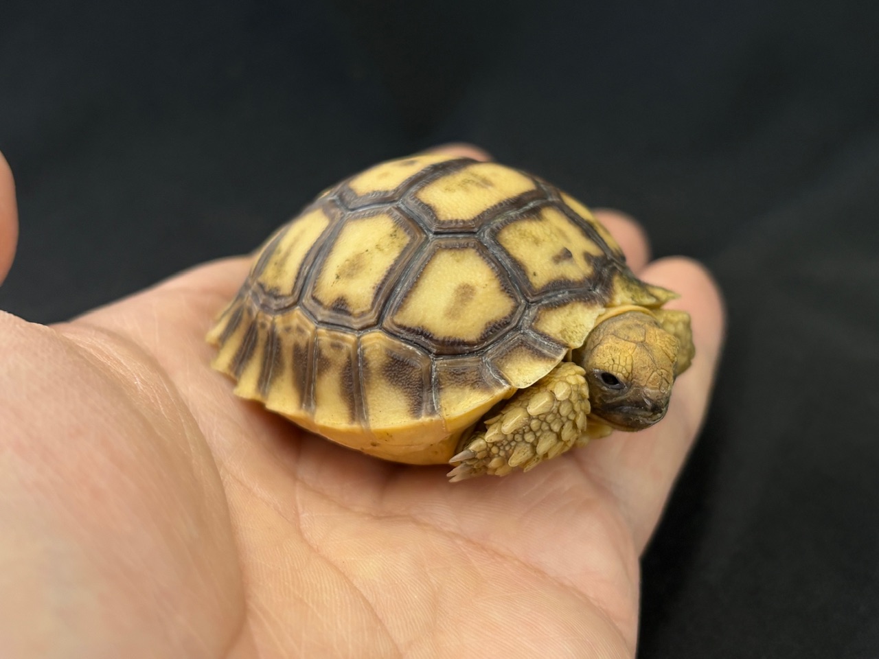 トーゴFH ケヅメリクガメ 甲長約6cm±