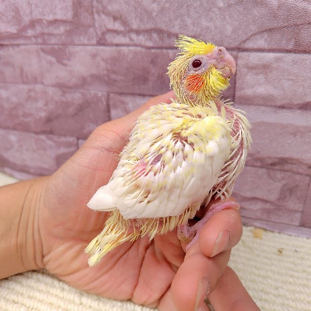 オカメインコ（ルチノーパール）【挿し餌あげてます】　※3/15～お迎えできます※