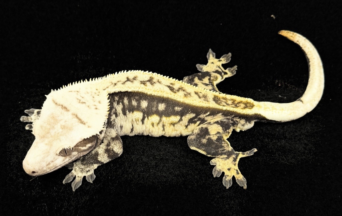 クレステッドゲッコー♂【ノーマル】