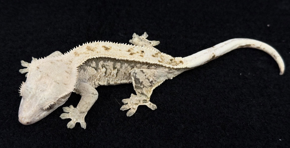 クレステッドゲッコー♀【ノーマル】