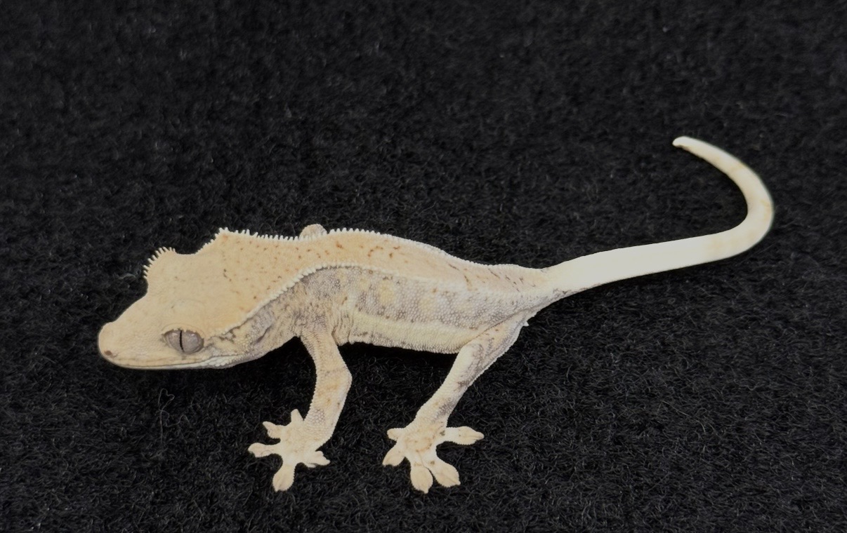 クレステッドゲッコー♂【リリーホワイト】