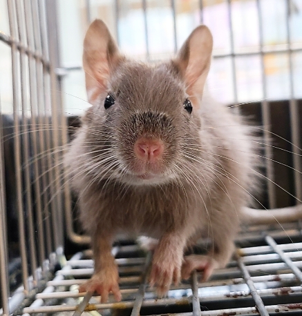 価格の安い小動物（ウサギ・モモンガ・ハリネズミ・ハムスター