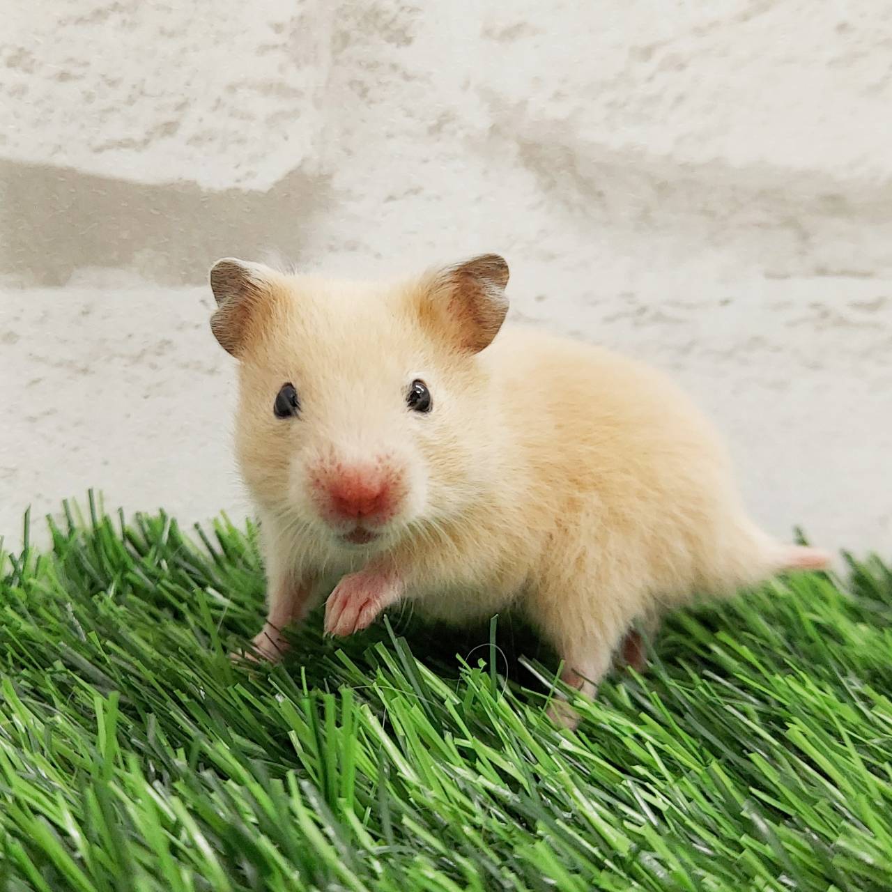価格の安い小動物（ウサギ・モモンガ・ハリネズミ・ハムスター