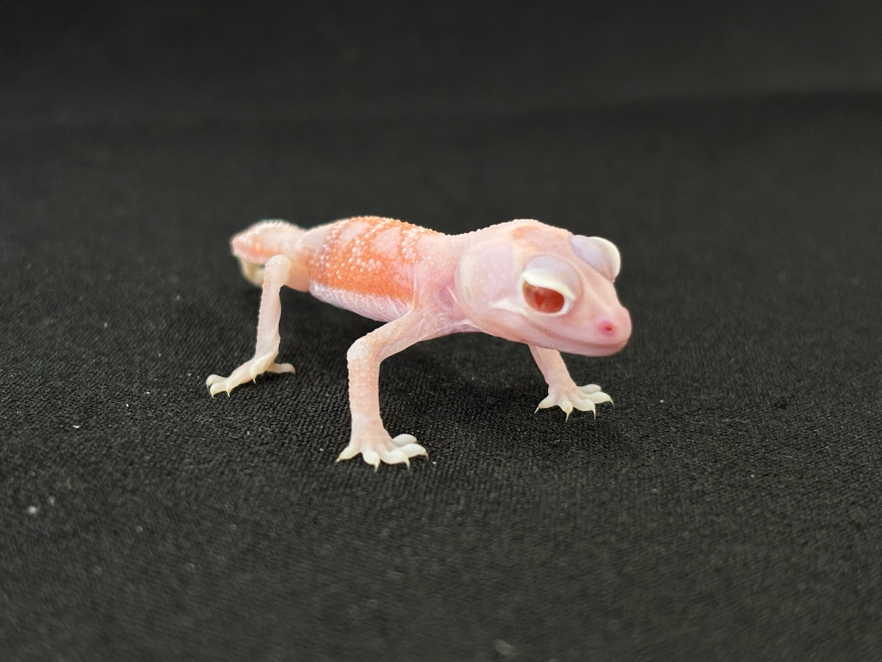 価格の安いナメハダタマオヤモリ アルビノhetパターンレス 全長