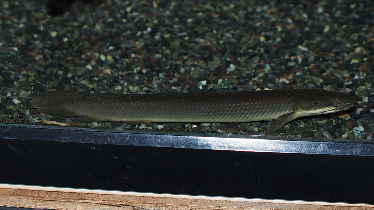 ポリプテルス 熱帯魚 ワイルド