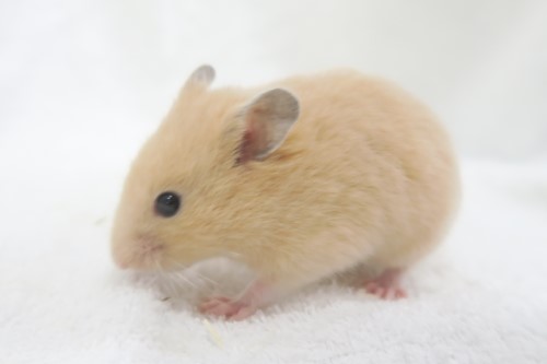 価格の安い小動物（ウサギ・モモンガ・ハリネズミ・ハムスター