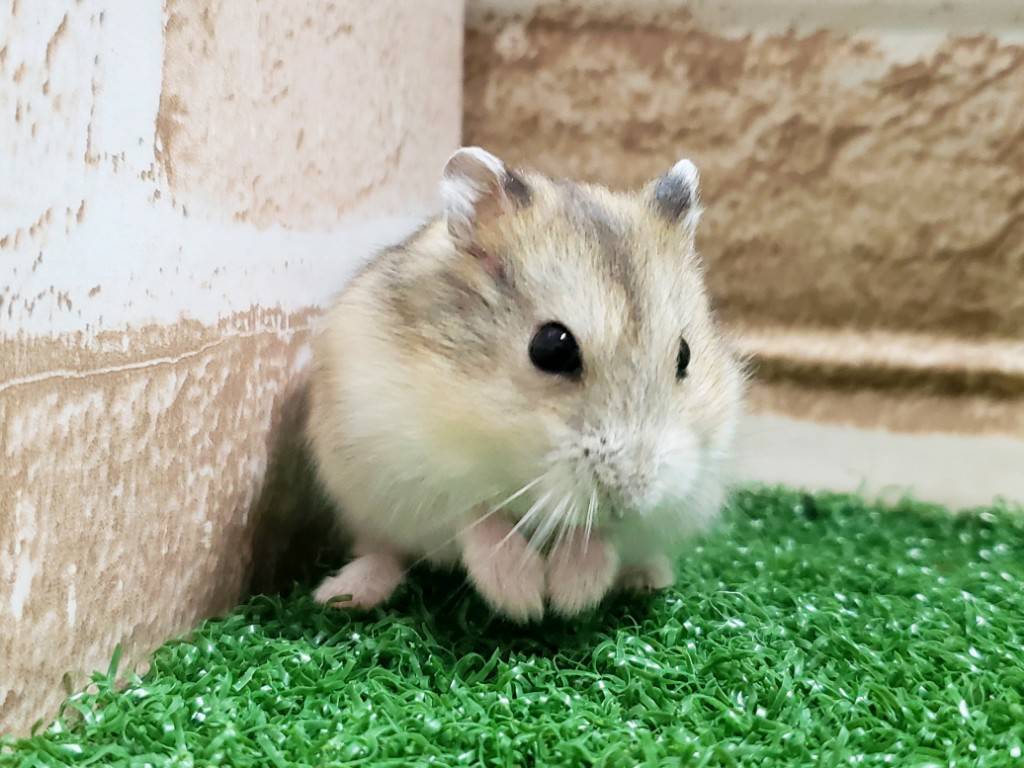 価格の安い小動物（ウサギ・モモンガ・ハリネズミ・ハムスター