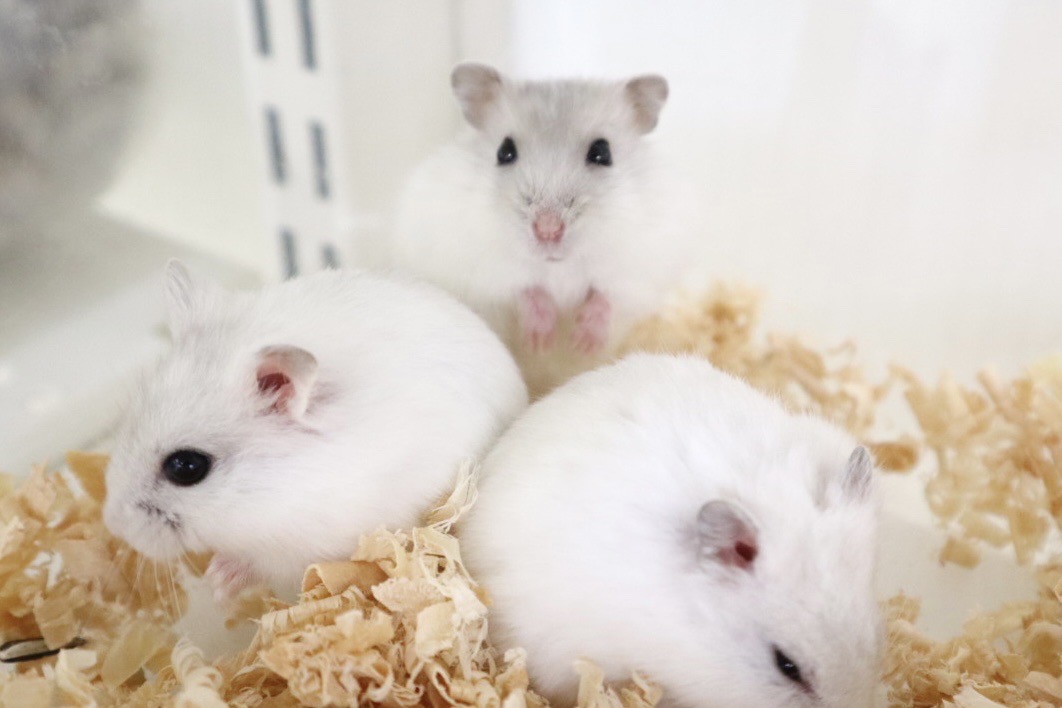 価格の安い小動物（ウサギ・モモンガ・ハリネズミ・ハムスター