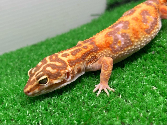 価格の安いヒョウモントカゲモドキ トレンパー / アクア＆ペット